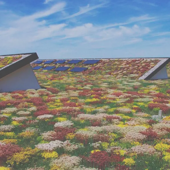 Toiture recouverte de végétation et de fleurs